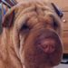 Shar-Pei Zoey