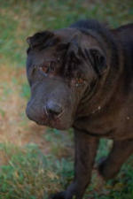 Shar-Pei Black Male