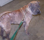 Shar-Pei Wrinkles