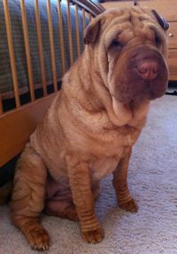 Chinese Shar-Pei - Zoey