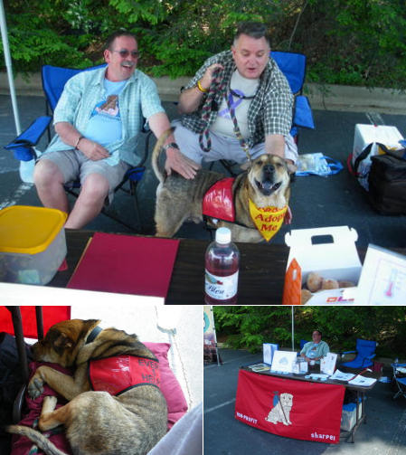 Shar-Pei Rescue - Asheville, NC