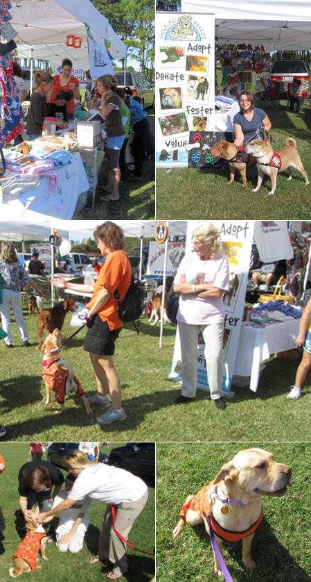 Shar-Pei Rescue - Bark in the Park