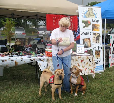 Shar-Pei Rescue - Bark in the Park