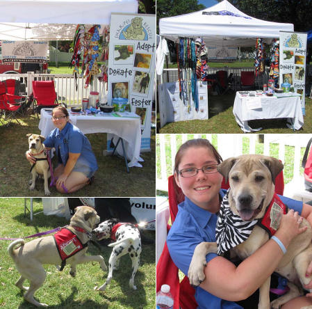 Shar-Pei Rescue - Cause for Paws