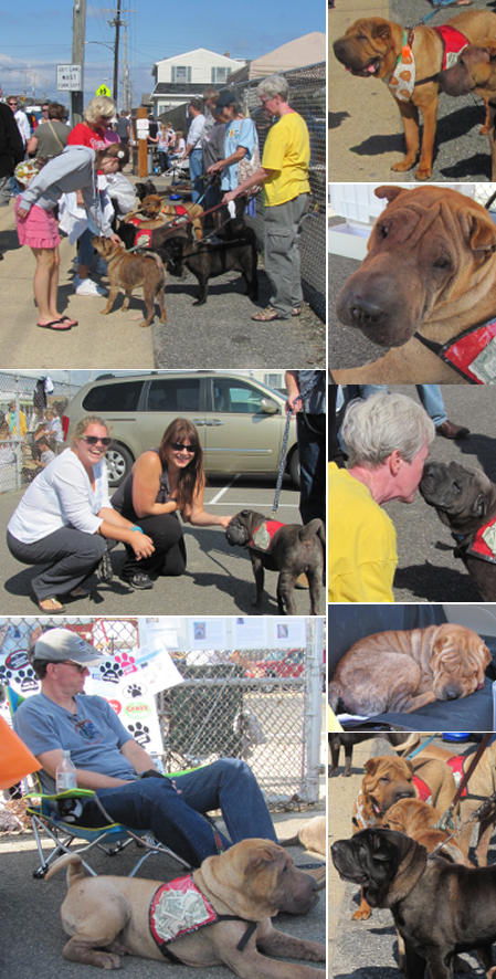 Shar-Pei Rescue - Chowderfest 2011