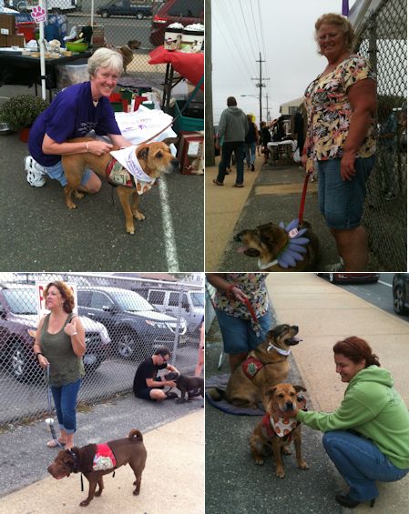 Shar-Pei Rescue - Chowderfest 2013