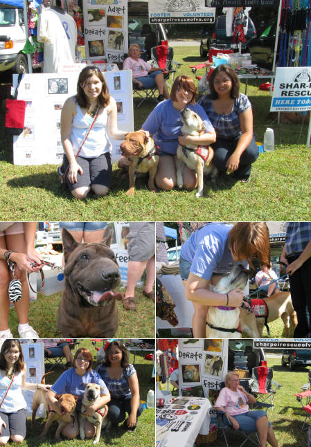 Shar-Pei Rescue - Mutt Strut