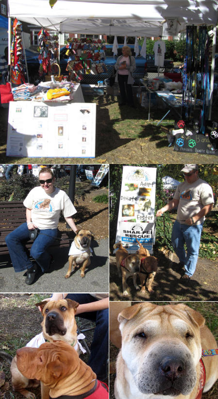Shar-Pei Rescue - Norfolk Dog Walk