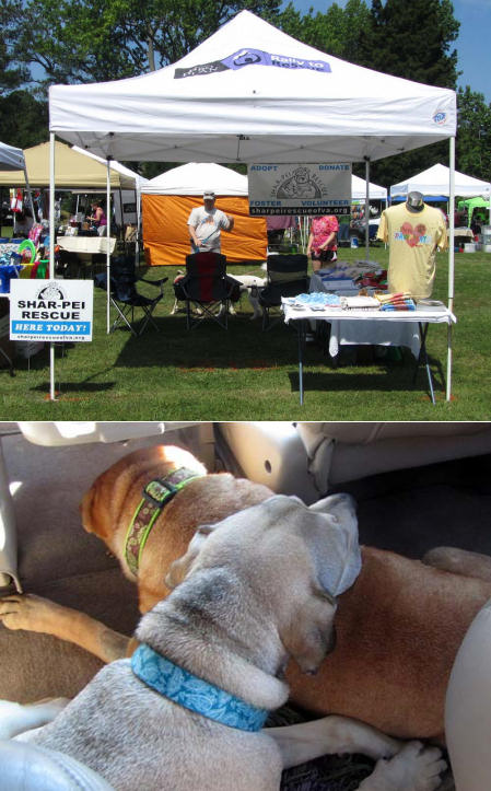 Shar-Pei Rescue - Asheville, NC