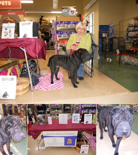 Shar-Pei Rescue - PETCO