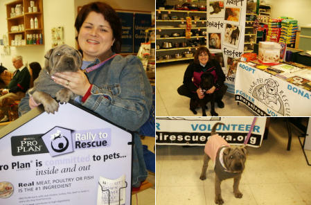 Shar-Pei Rescue Events