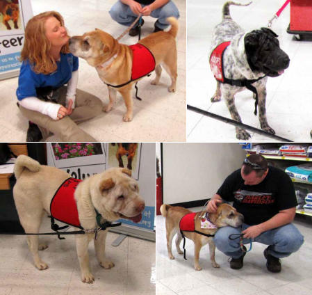 Shar-Pei Rescue - PetsMart