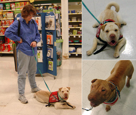 Shar-Pei Rescue Events