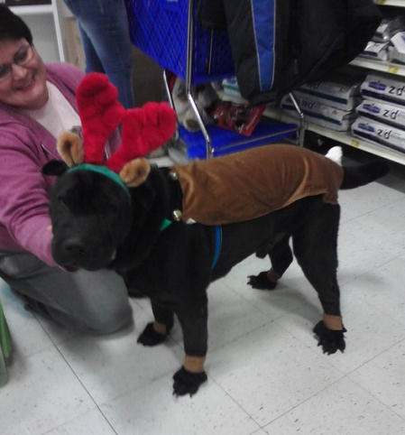 Shar-Pei Rescue - PetsMart Santa Photos