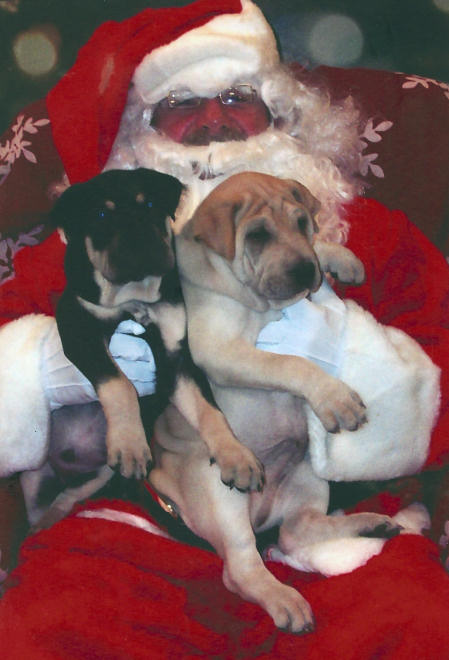 Shar-Pei Rescue - PetsMart Santa Photos