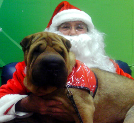 Shar-Pei Rescue - Santa Photos 2011