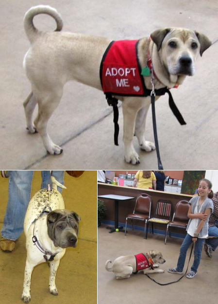 Shar-Pei Rescue - Spring Fling