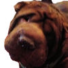 Shar-Pei Abby