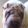 Shar-Pei Ainsley