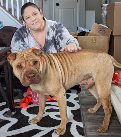 Chinese Shar-Pei Alfie