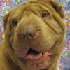 Shar-Pei Apollo