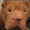 Shar-Pei Argo