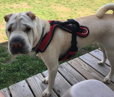 Chinese Shar-Pei Bella