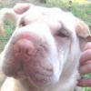 Shar-Pei Bella