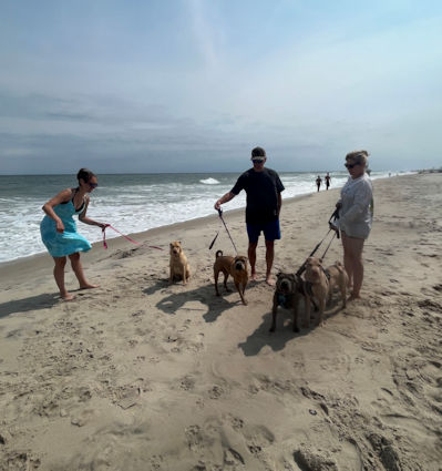 Chinese Shar-Pei Mila