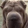 Shar-Pei Berri