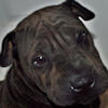 Shar-Pei Bettis