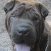 Shar-Pei Bindi