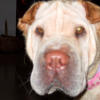 Shar-Pei Blondie