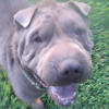 Shar-Pei Blue