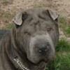 Shar-Pei Blue Body