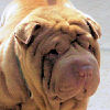 Shar-Pei Bonnie