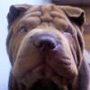 Shar-Pei Bradstreet