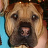 Shar-Pei Bubba