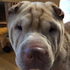 Shar-Pei Bubba