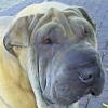 Shar-Pei Buffy