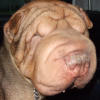 Shar-Pei Butch