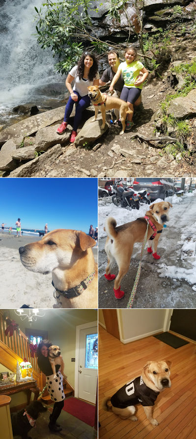 Chinese Shar-Pei Carmella