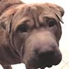 Shar-Pei Charlie