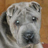 Shar-Pei Charlie Blue
