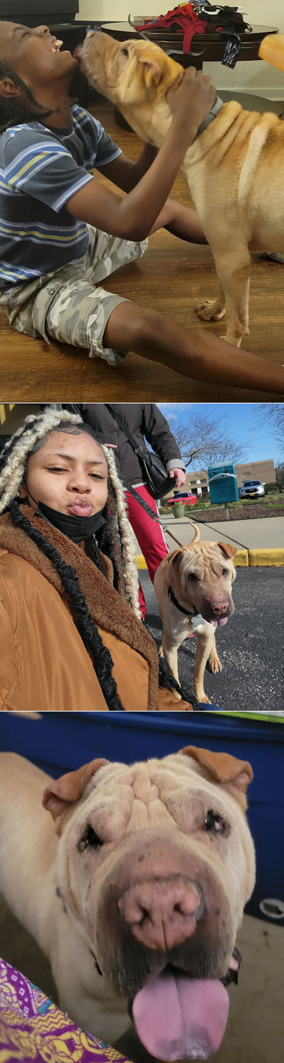 Chinese Shar-Pei Chief