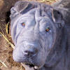 Shar-Pei China