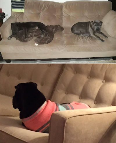 Chinese Shar-Pei Chyla