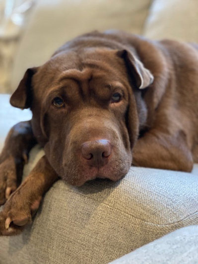 Chinese Shar-Pei Coco