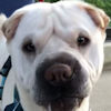 Shar-Pei Colby