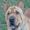 Shar-Pei Handsome Dan